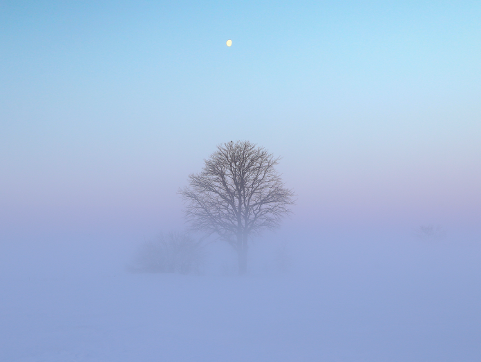 Tree_in_field_during_extreme_cold_with_frozen_fog.png