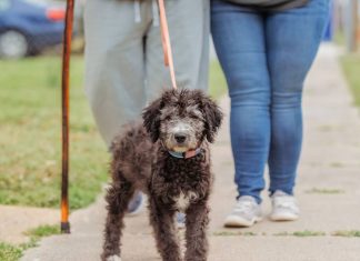 After years-long search, Norfolk vet may have found his service dog. But the process is harder than one might think. – Daily Press