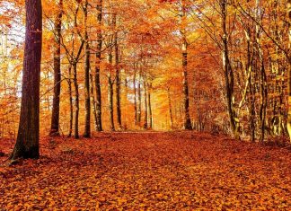 #Reviewing Autumn of Our Discontent