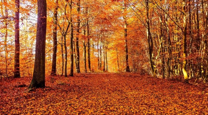 #Reviewing Autumn of Our Discontent