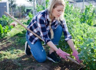 Get rid of weeds and prepare your garden’s soil with a high-quality hoe – Daily Press