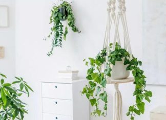 Show off your plants with these hanging planters – Daily Press