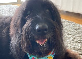 Bye-bye to my beloved dog Roxy, and a piece of my heart – Daily Press