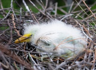 Egret rescue efforts underway after Sunday’s storms blew chicks from trees in Portsmouth – Daily Press