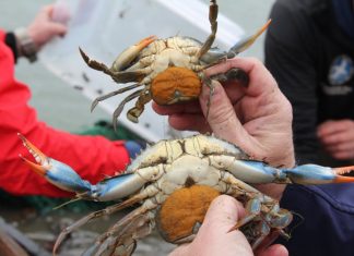 Hampton Roads kids need environmental education more than ever – Daily Press