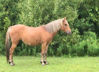 Outer Banks wild horse dies after encounter with stallion – Daily Press