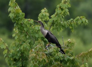 Anhinga spotted in Virginia Beach – Daily Press
