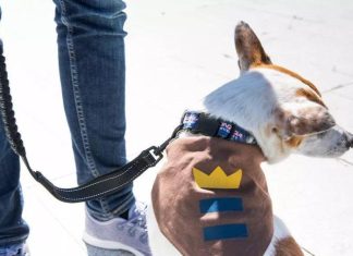 Run with your dog using these hands-free leashes – Daily Press