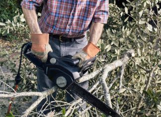 Does homeowners insurance cover tree removal? – Daily Press