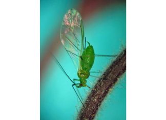 First smoky air, now clouds of bugs. Winged aphids invade New York City – Daily Press