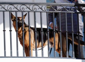 Biden’s dog Commander has bitten Secret Service officers 10 times in four months, records show – Daily Press