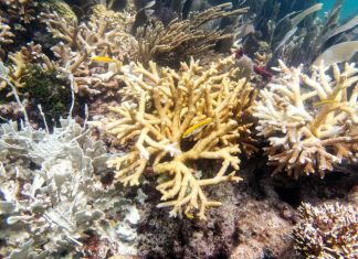 Scientists say Florida Keys coral reefs are already bleaching as water temperatures hit record highs – Daily Press