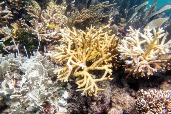 Coral_Bleaching_Florida_21094.jpg