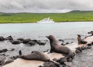 What to know before traveling to the Galápagos Islands – Daily Press