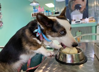 Fun places to take your furry friend in Virginia Beach – Daily Press