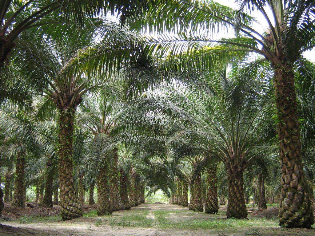 TVP-L-DB-WGY-NBG-PALM-OIL-0722-VA0130968043.jpg