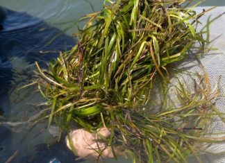 Underwater grass in the Chesapeake Bay continues to recover, report says – Daily Press