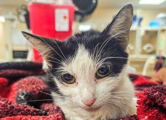 ‘Ledge Cat’ is safe thanks to Newport News first responders