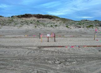 Nesting sea turtle on the Outer Banks dies after being hit by car – Daily Press
