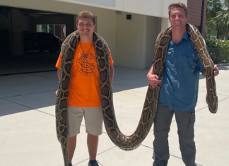 A 19-foot Burmese python is the longest ever to be wrangled in Florida – Daily Press