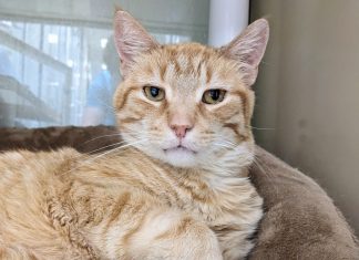 Adoptable pets at the Virginia Beach SPCA for July 30 – Daily Press