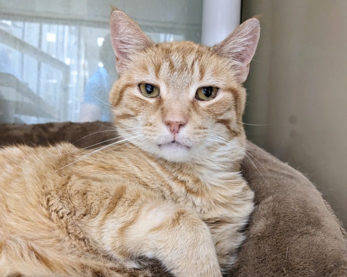 tvc-l-adoptable-pets3-0730.jpg