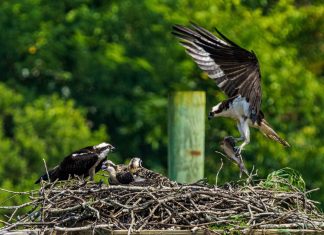Snowy egret spotted in Cape Charles, osprey parents feed chicks in Virginia Beach – Daily Press