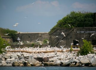 Plan for waterfowl protects the environment as HRBT expansion proceeds – Daily Press