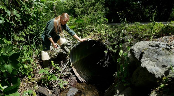 Federal grants will replace water tunnels beneath roads that are harmful to fish – Daily Press