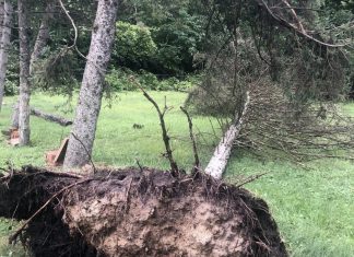 7 tornadoes confirmed as Michigan storms down trees and power lines; 5 people killed – Daily Press