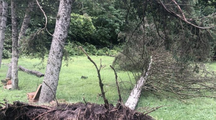 7 tornadoes confirmed as Michigan storms down trees and power lines; 5 people killed – Daily Press