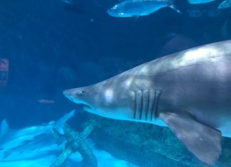 Top events coming up on the Outer Banks – Daily Press