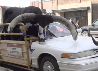 Police stop Nebraska man for bucking the law with a bull riding shotgun in his car – Daily Press