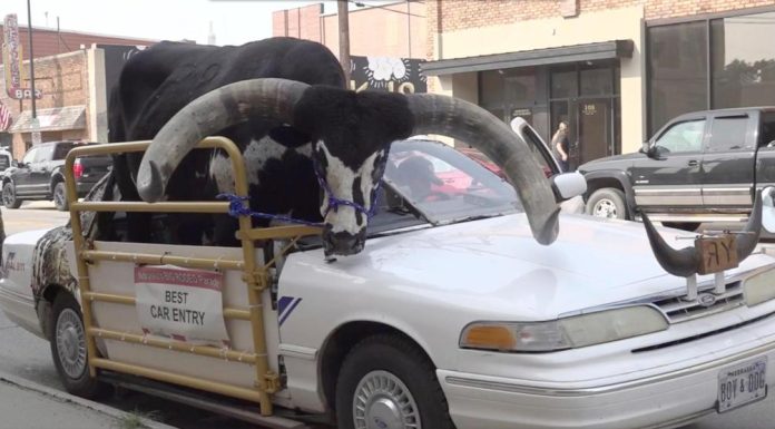 Police stop Nebraska man for bucking the law with a bull riding shotgun in his car – Daily Press