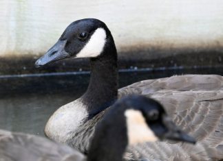 13 Canada geese die after landing in Los Angeles tar pits – Daily Press