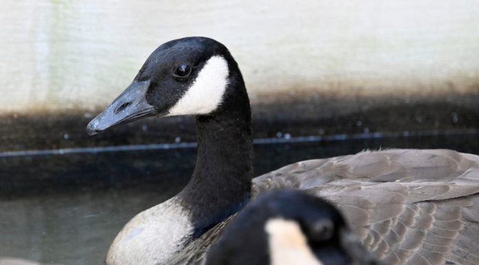 13 Canada geese die after landing in Los Angeles tar pits – Daily Press