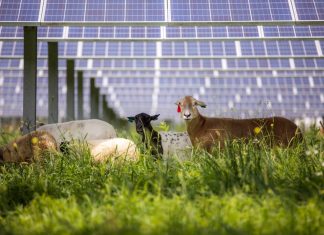 These sheep provide environmentally friendly landscaping at solar farms – Daily Press