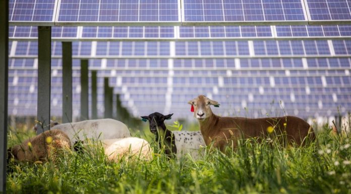 These sheep provide environmentally friendly landscaping at solar farms – Daily Press