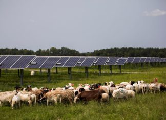 Virginia must not miss the clean energy revolution – Daily Press