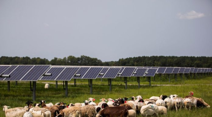 Virginia must not miss the clean energy revolution – Daily Press