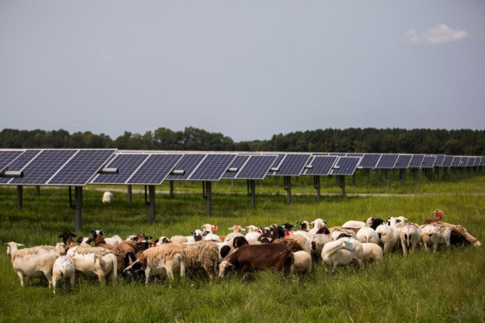 TVP-L-NW-SOLAR-SHEEP-0803-KW-04-4.jpg