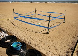 Sea turtle nest found at Virginia Beach’s North End is first since 2019 — and the eggs are close to hatching – Daily Press