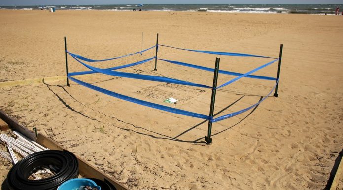 Sea turtle nest found at Virginia Beach’s North End is first since 2019 — and the eggs are close to hatching – Daily Press