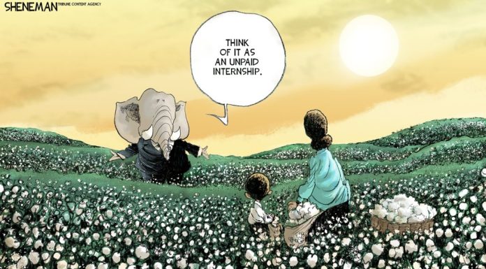 Drew Sheneman: Unpaid Internship