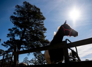 Massive fundraising campaign saves “Misty of Chincoteague” ranch