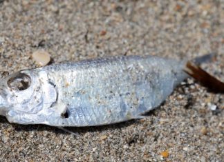 Hundreds of dead fish wash up on Florida beaches – Daily Press