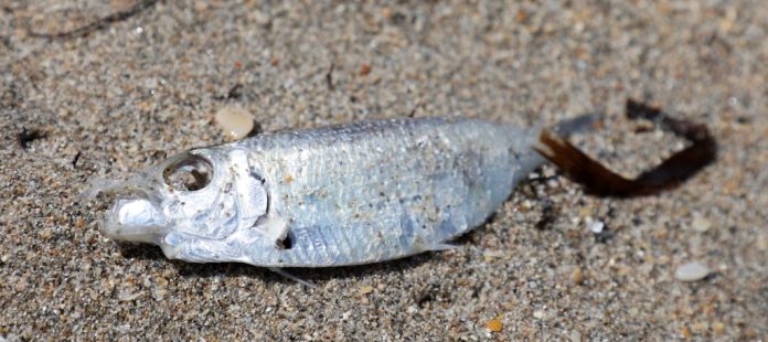 tfl-l-dead-fish-beaches4.jpg