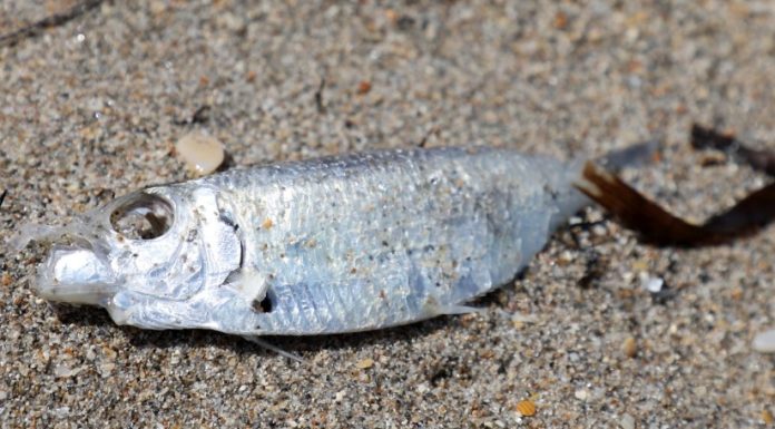 Hundreds of dead fish wash up on Florida beaches – Daily Press