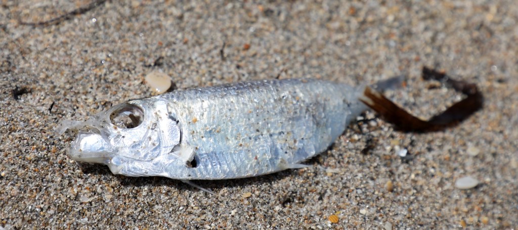 tfl-l-dead-fish-beaches4.jpg