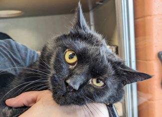 Meet these adoptable pets at the Virginia Beach SPCA – Daily Press